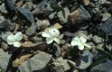 Wandern Piemonte - Viola calcarata